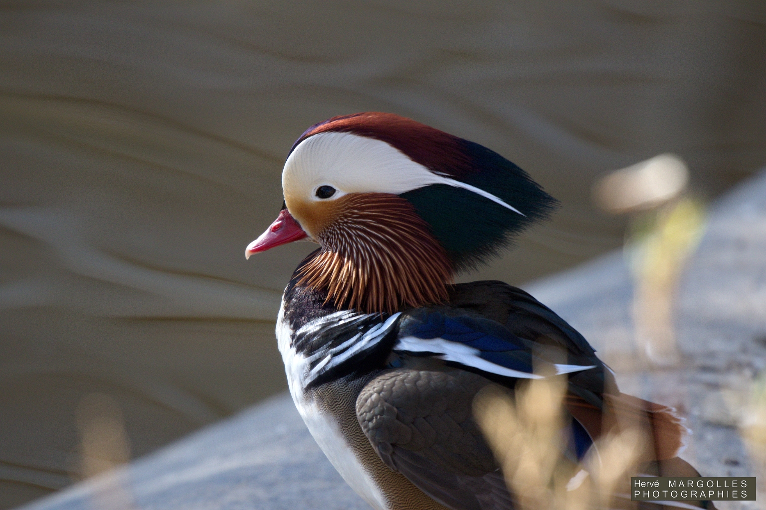 Canard mandarin-01.jpg